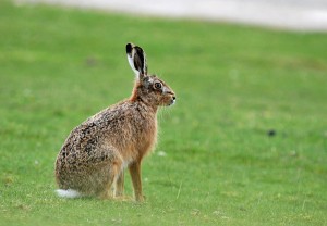 hare-ardnave